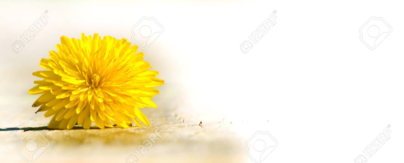 flower of dandelion template stock photo picture and royalty free