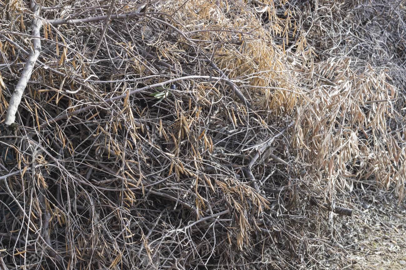 Brushwood Batch To Fire Stock Photo Picture And Royalty Free Image Image