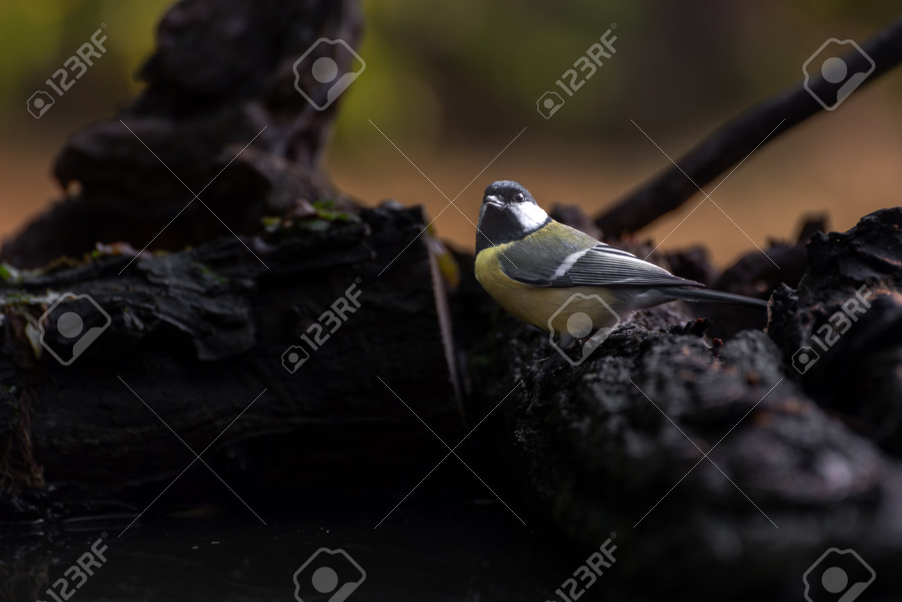 etiam-dictum-ipsum-a-felis