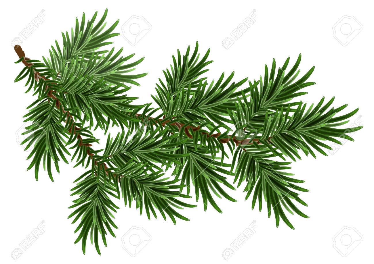 Fur Tree Branch Green Fluffy Pine Branch Isolated On White Royalty Free Cliparts Vectors And Stock Illustration Image 47557671