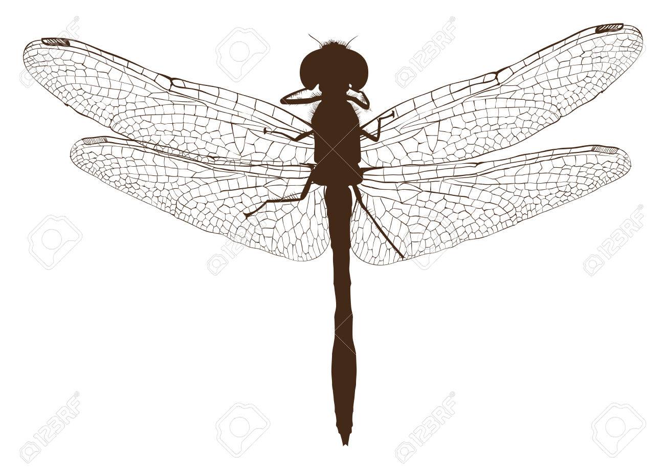 brown dragonfly silhouette top view isolated on white illustration