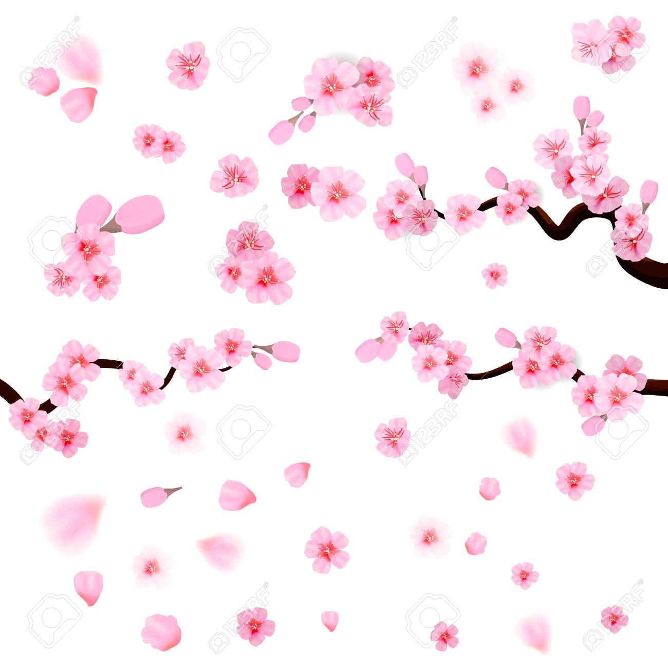 Pink Cherry Blossom With Falling Leaves Isolated On White Background Royalty Free Cliparts Vectors And Stock Illustration Image 117339516