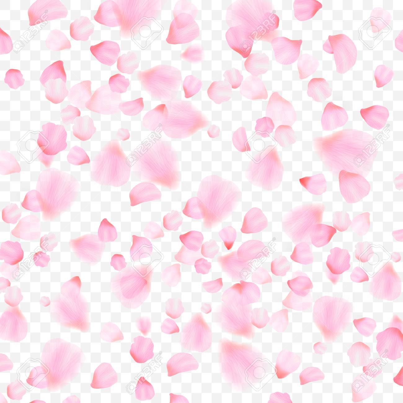 Pink Cherry Blossom With Falling Leaves Isolated On White