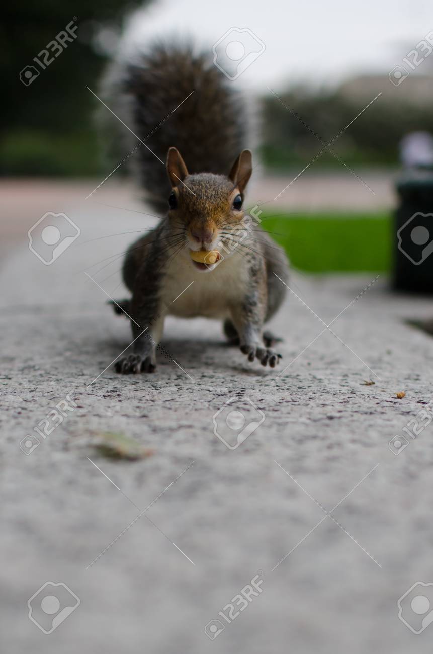 口の中で Peanutt とかわいいリス の写真素材 画像素材 Image