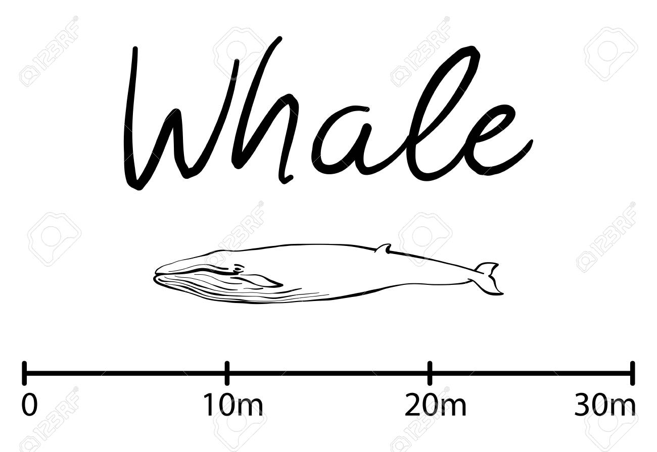 青いクジラ鯨海の動物のシルエット分離された黒と白のベクトル イラストレーション シンプルなスタイル のイラスト素材 ベクタ Image