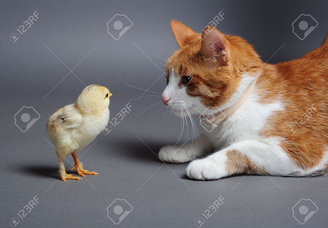 ひよこ仲良くなれる猫 ひよこと猫ちゃん アクリル画直筆 猫
