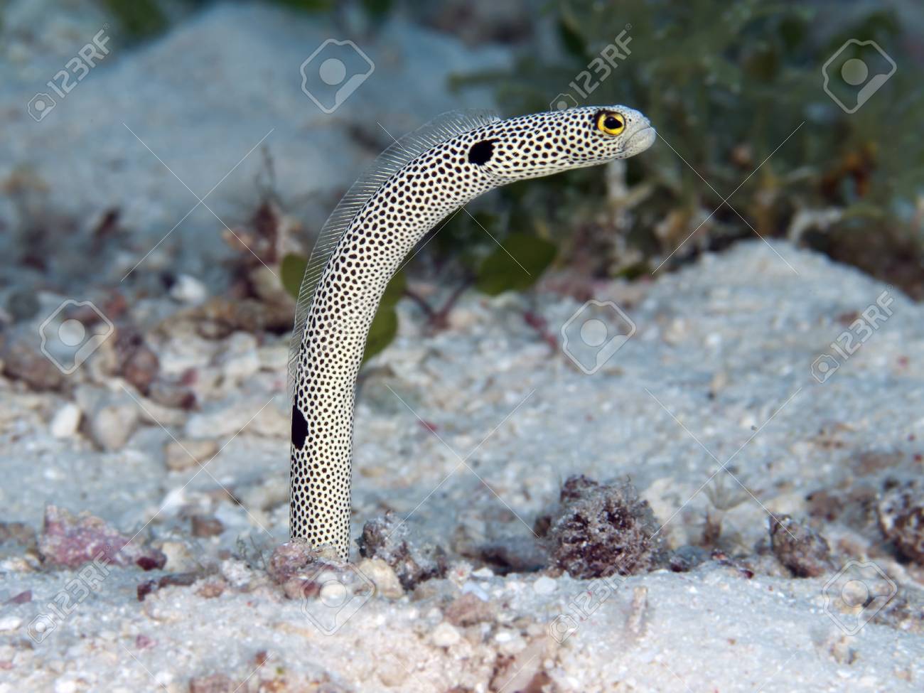 Spotted garden,eel in Bohol sea, Phlippines Islands