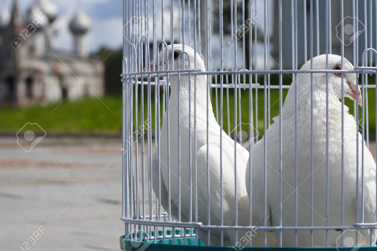 Weisse Tauben Fur Eine Hochzeit In Einem Vogelkafig Weisser Vogel In Einem Kafig Lizenzfreie Fotos Bilder Und Stock Fotografie Image 77232055