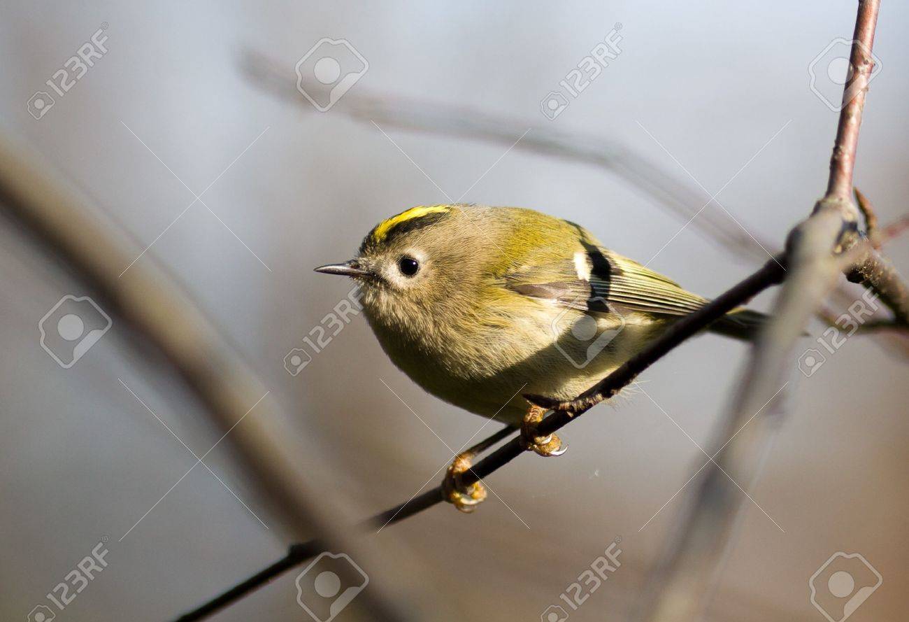 キクイタダキ レグルス レグルスは非常に小さいスズメ目の鳥に似た エアロカーボンチューブラ キクイタダキ家族が不平を言う人の顔を持つ の写真素材 画像素材 Image