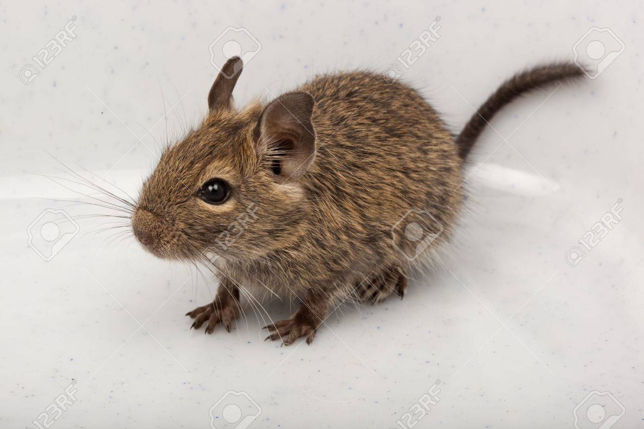 degu rodent