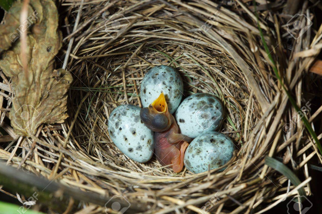 自然の中で卵とマーシュ ウグイス (一方オオウズラタケ） の巣。の写真素材・画像素材 Image 7329129