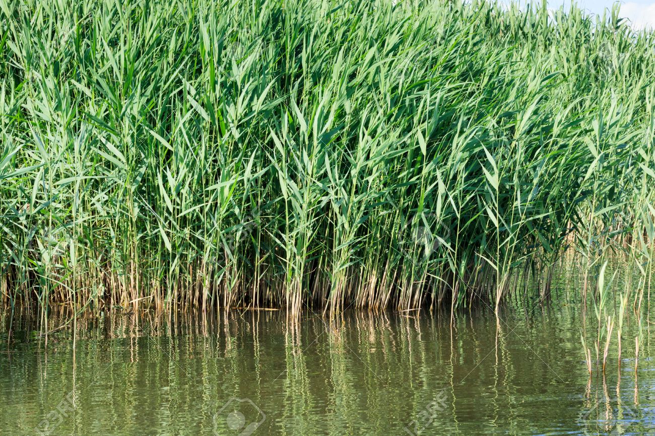 Phragmites Australis, Тростник Обыкновенный Типичный Обитания Малой Выпи  Фотография, картинки, изображения и сток-фотография без роялти. Image  17097954