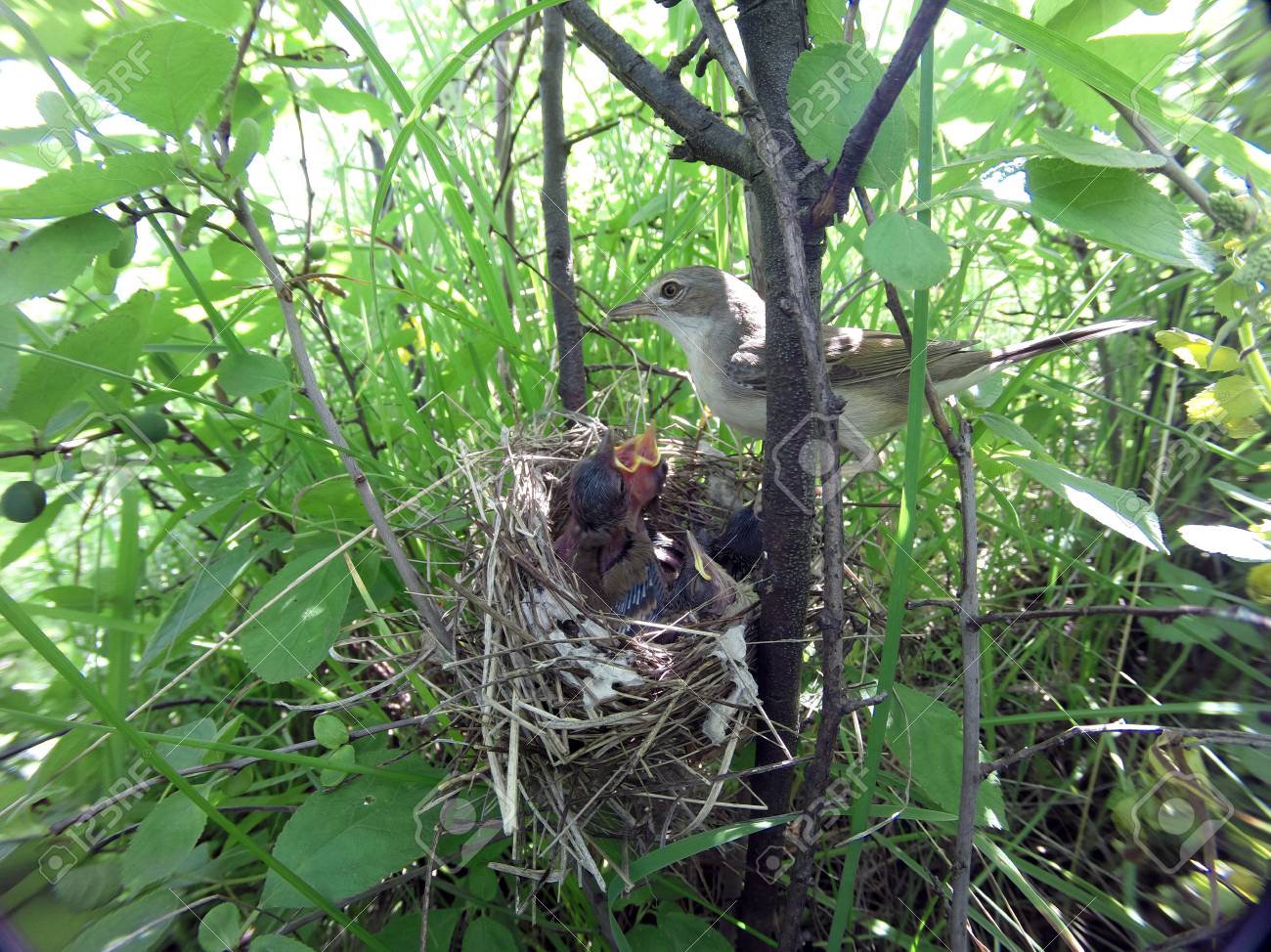 自然の中ノドジロムシクイの巣 Denisovo リャザン地域 Pronsky ロシア シルビア透過 の写真素材 画像素材 Image 6756