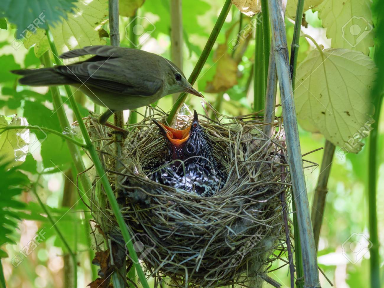 A Chick of Common Cuckoo (Cuculus canorus) in nest of Marsh Warbler (Acrocephalus palustris). Ryazan region (Ryazanskaya oblast), the Pronsky District, Denisovo. - 107948097 A Chick of Common Cuckoo (Cuculus canorus) in nest of Marsh Warbler (Acrocephalus palustris). Ryazan region (Ryazanskaya oblast), the Pronsky District, Denisovo. - 107948097