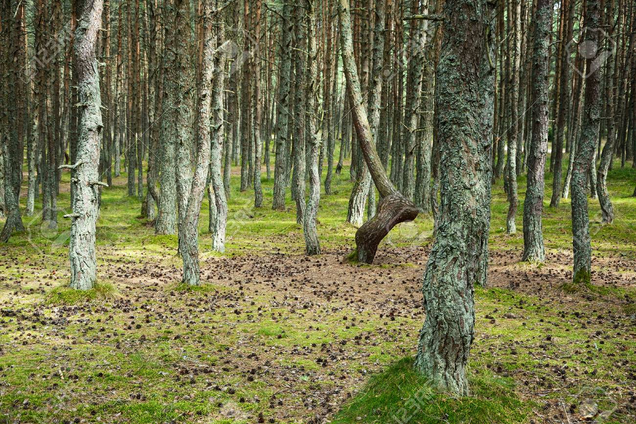 Dancing forest Dancing forest