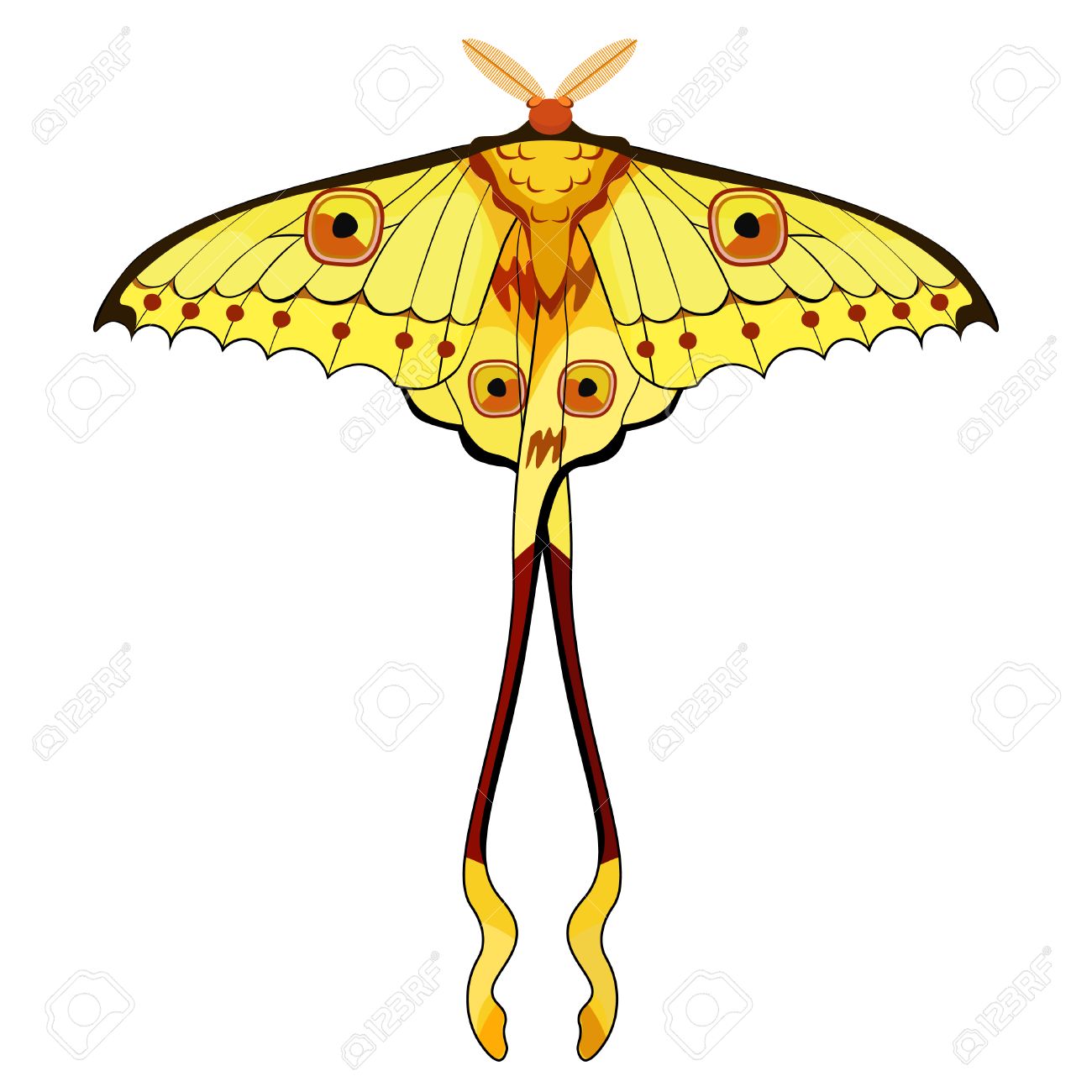 Butterfly Madagascar Comet Moth Moon Vector Illustration Royalty Free Cliparts Vectors And Stock Illustration Image