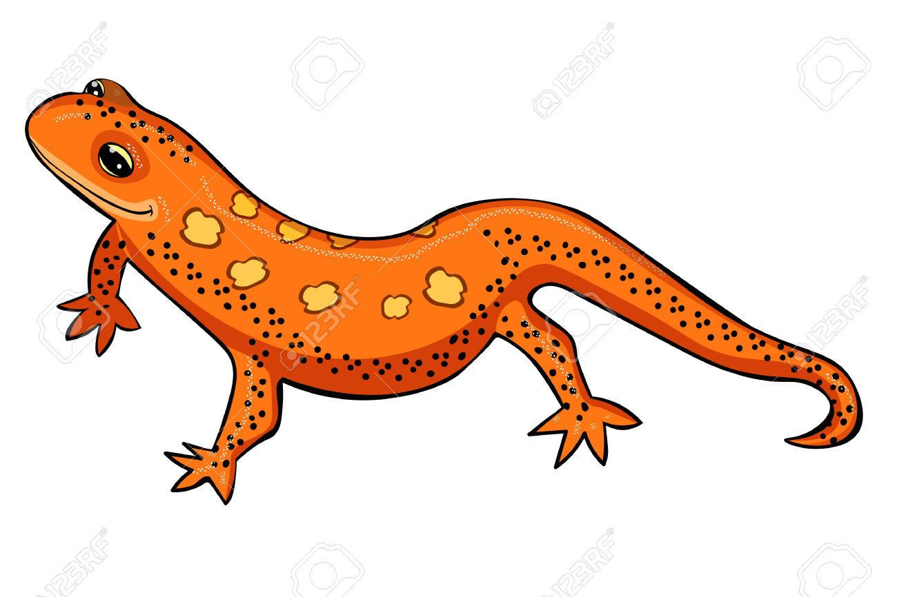 トリトン東アメリカ赤い紅斑サンショウウオ オレンジの笑みを浮かべてベクトル イラストのイラスト素材 ベクタ Image