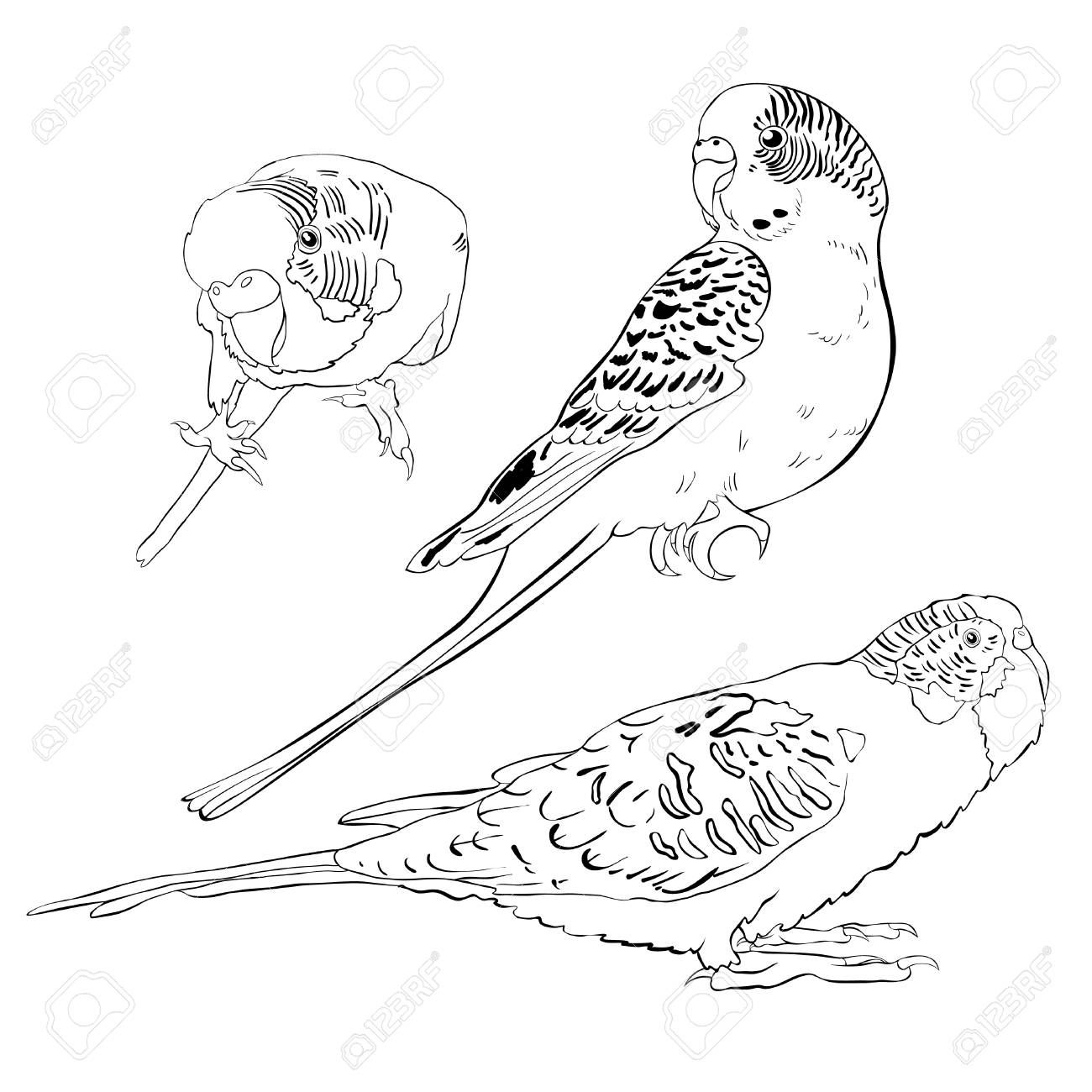 Set Coloring With Cute Wavy Parrot .Vector Illustration Royalty Free SVG,  Cliparts, Vectors, and Stock Illustration. Image 91051577., image size:1300x1300