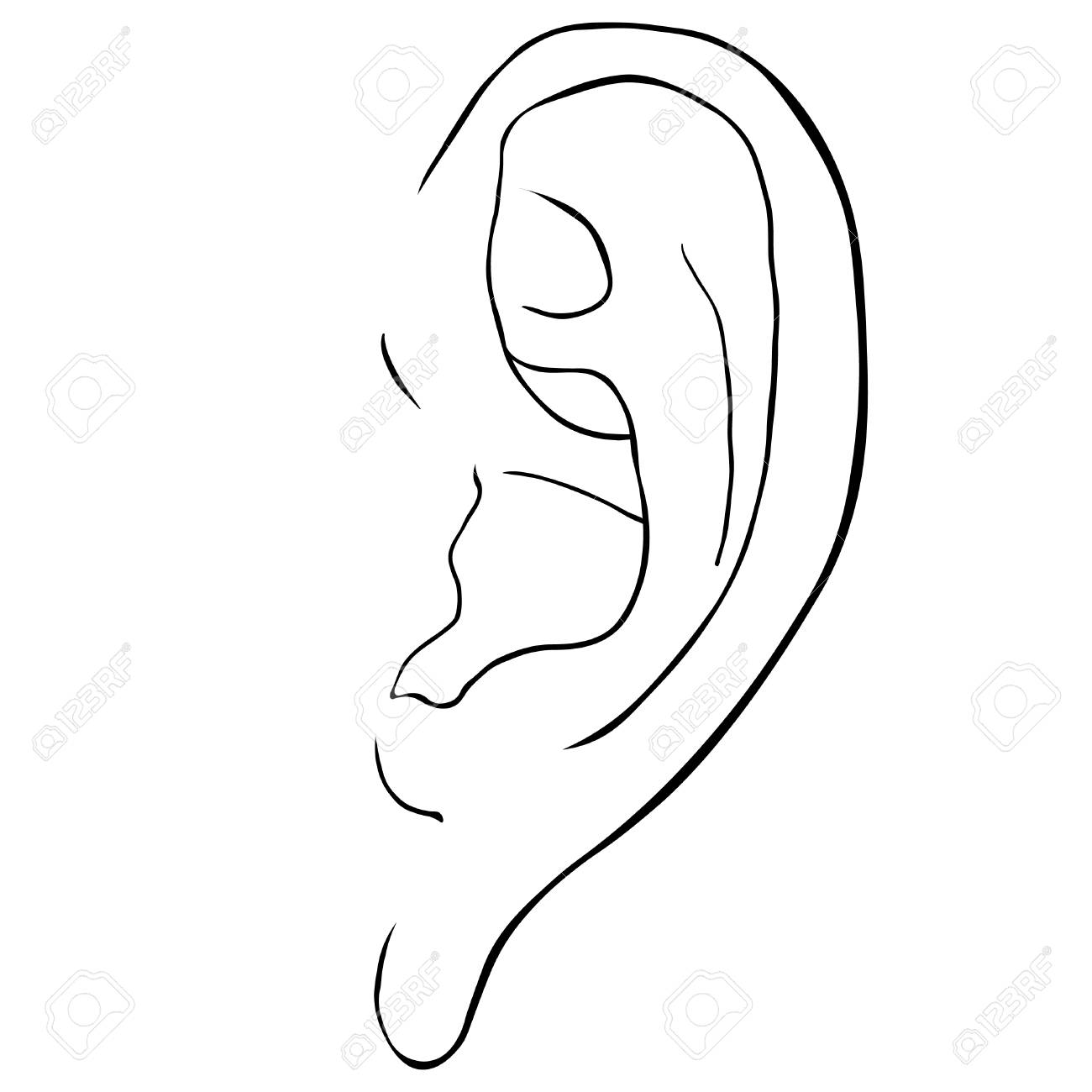 Ilustración De Vector De Vista Frontal De Oído Humano Para Colorear. Ilustraciones Svg, Vectoriales, Clip Art Vectorizado Libre De Derechos. Image 92949041. Ilustración De Vector De Vista Frontal De Oído Humano Para Colorear. Ilustraciones Svg, Vectoriales, Clip Art Vectorizado Libre De Derechos. Image 92949041.
