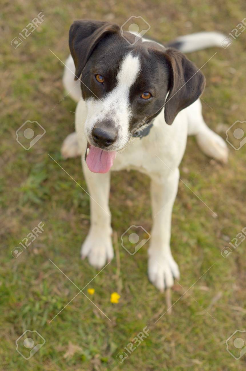 Jack Russel Terrier Portrait