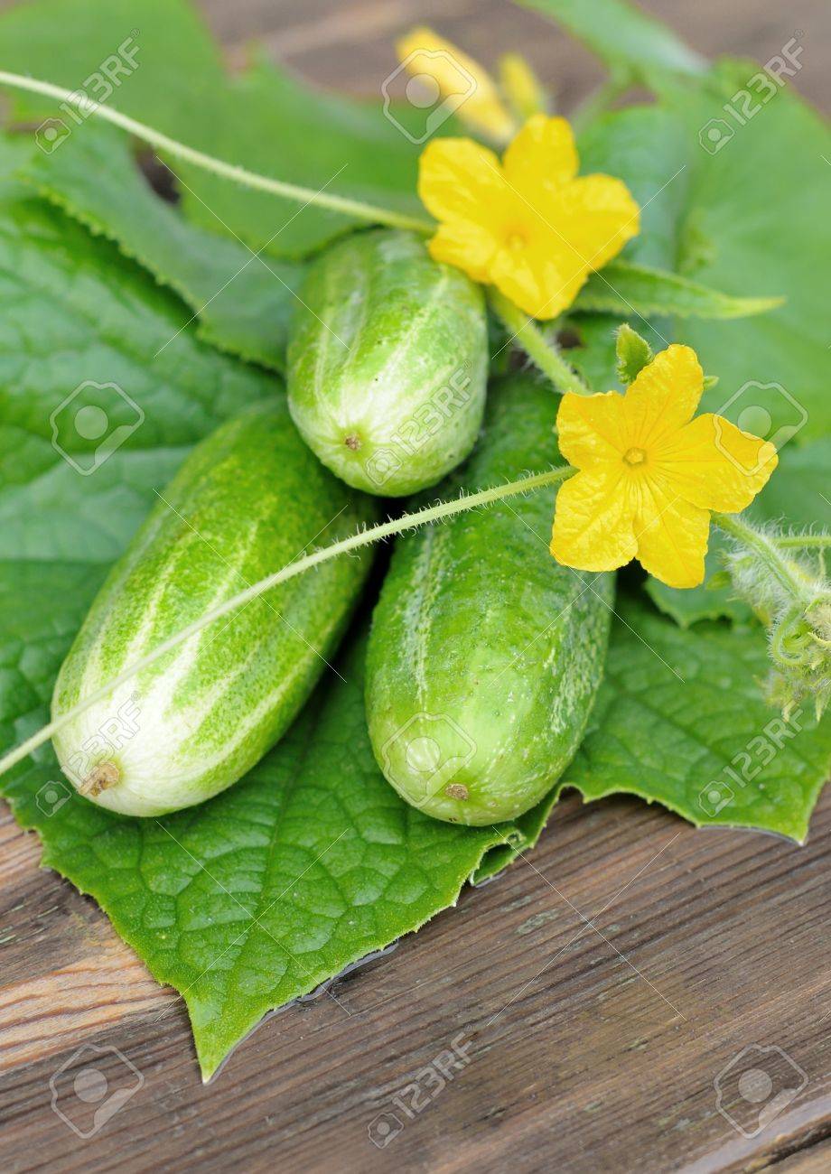 テーブルの上のきゅうり黄色の花 きゅうり 緑の葉 キュウリ キュウリのグループ 木製のテーブル開花キュウリの葉 の写真素材 画像素材 Image