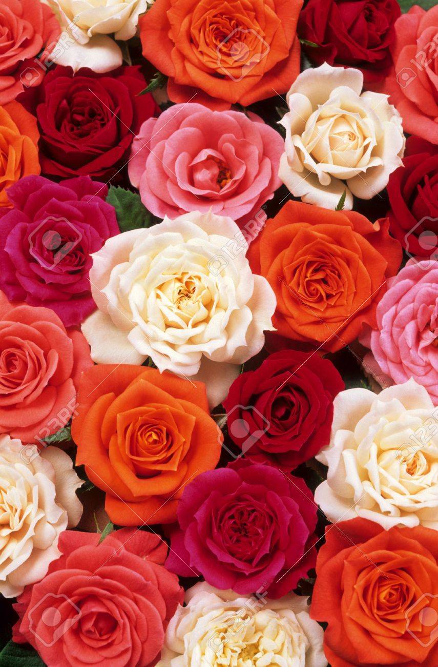 多色のバラの上から見た の写真素材 画像素材 Image
