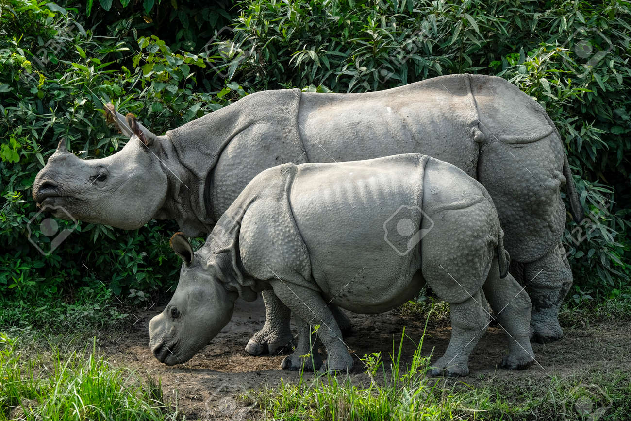 インド、アッサム州カジラナガ産のオリジナル木製サイ