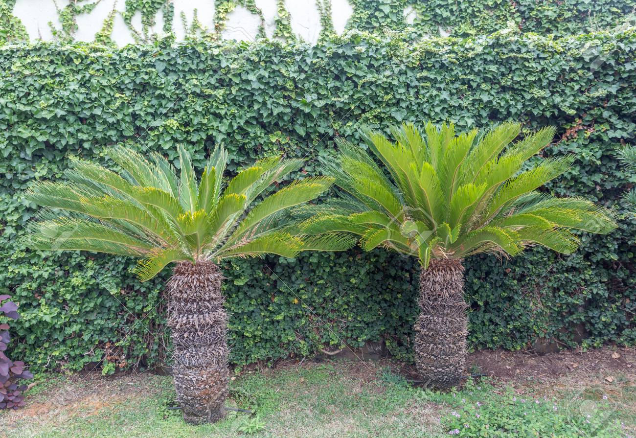 Small Palm Trees Of The Victoria Gardens In La Orotava Tenerife