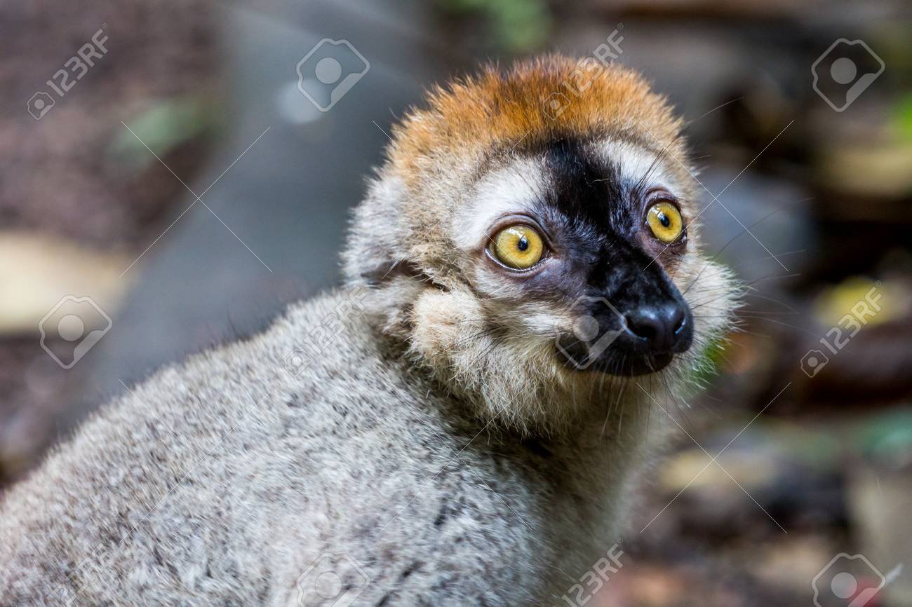 ブラウン スイス動物園でキツネザルのビュー の写真素材 画像素材 Image ブラウン スイス動物園でキツネザルのビュー の写真素材 画像素材 Image