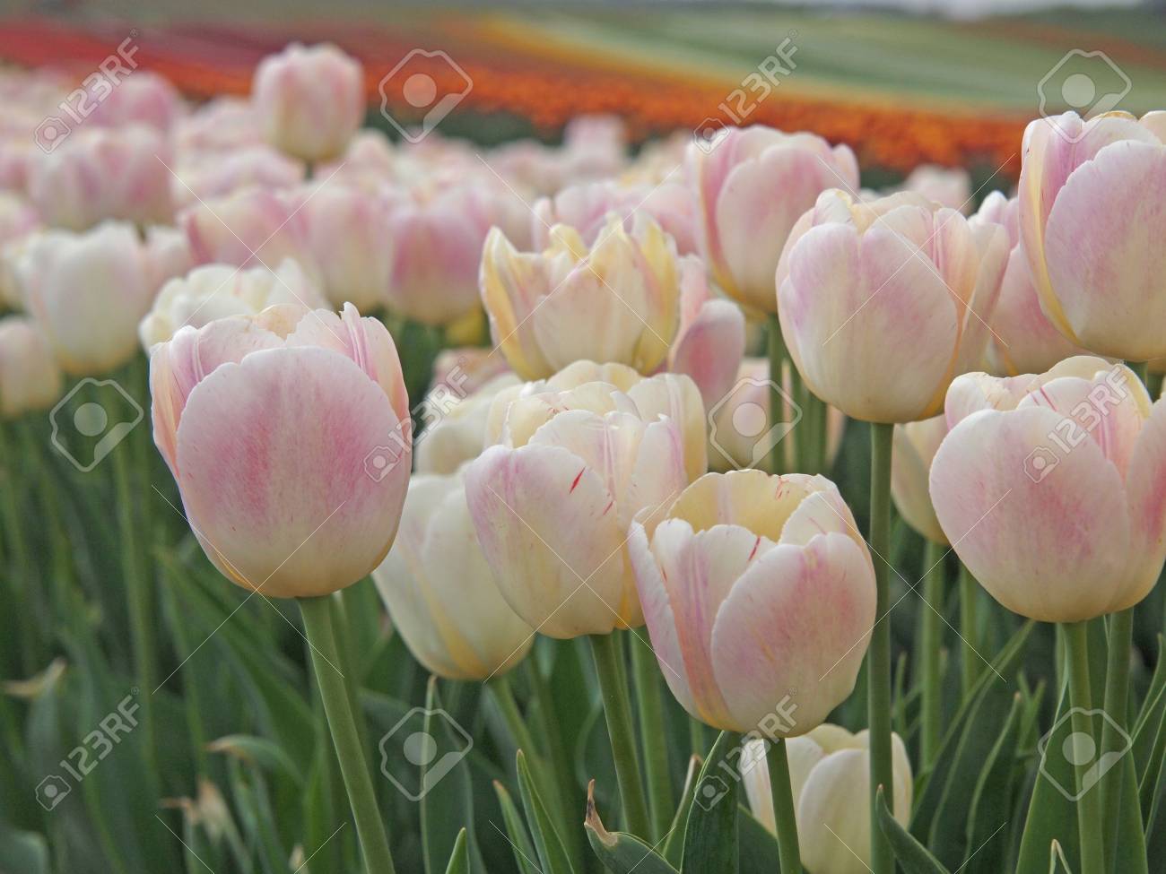 ピンクや白の花とチューリップ畑 の写真素材 画像素材 Image