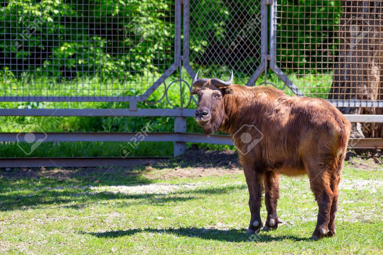 動物園で Budorcas Taxicolor をターキンを成熟します の写真素材 画像素材 Image