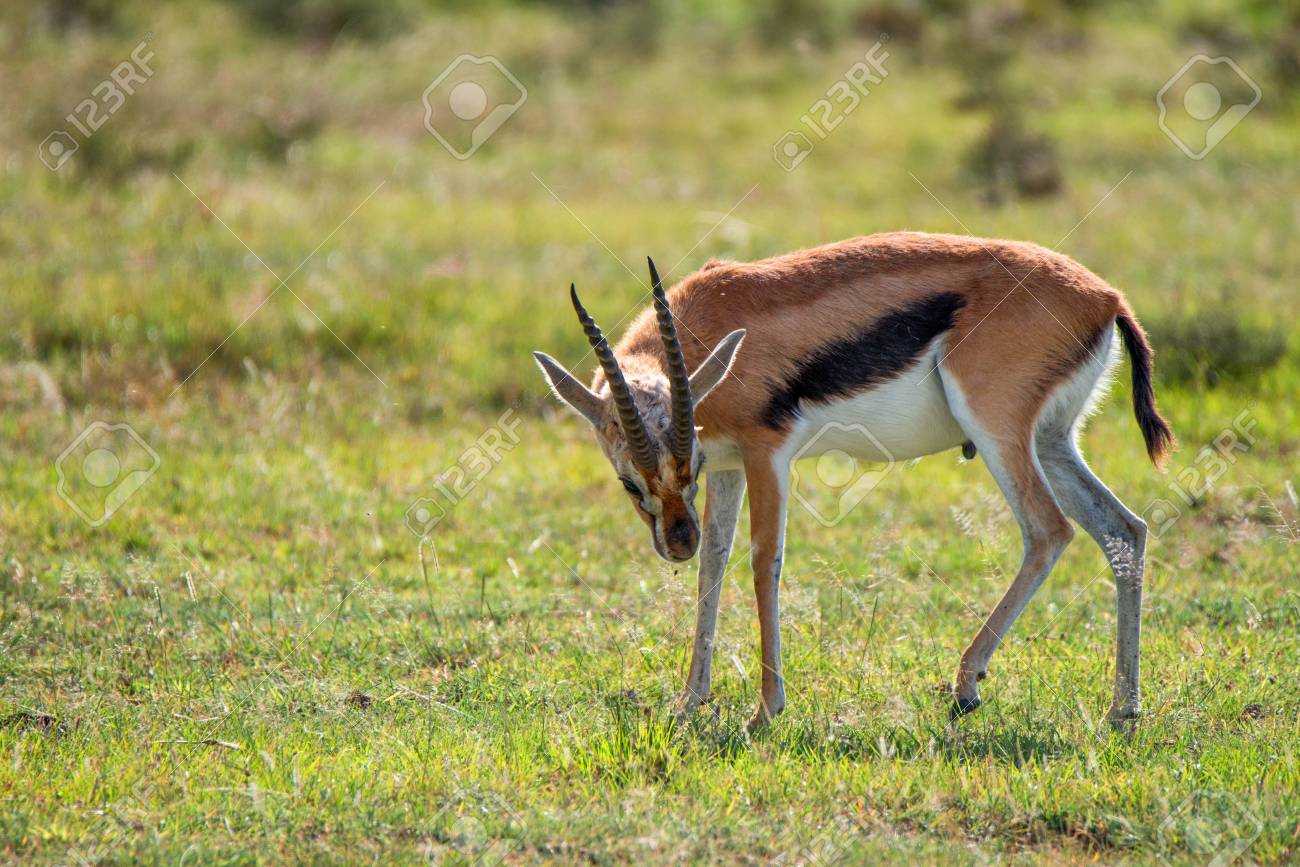 gazelle scratch