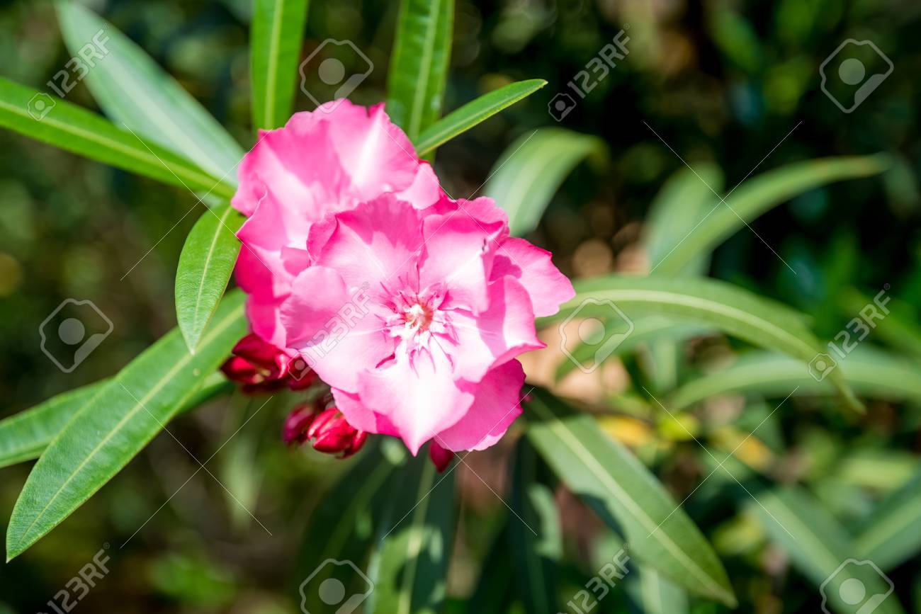 Belle Fleur Rose Luxuriante De Laurier Rose Méditerranéen Ou Nerium