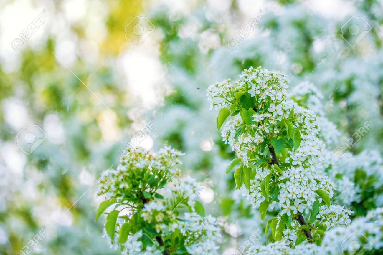 花が咲き乱れる春の景色 の写真素材 画像素材 Image