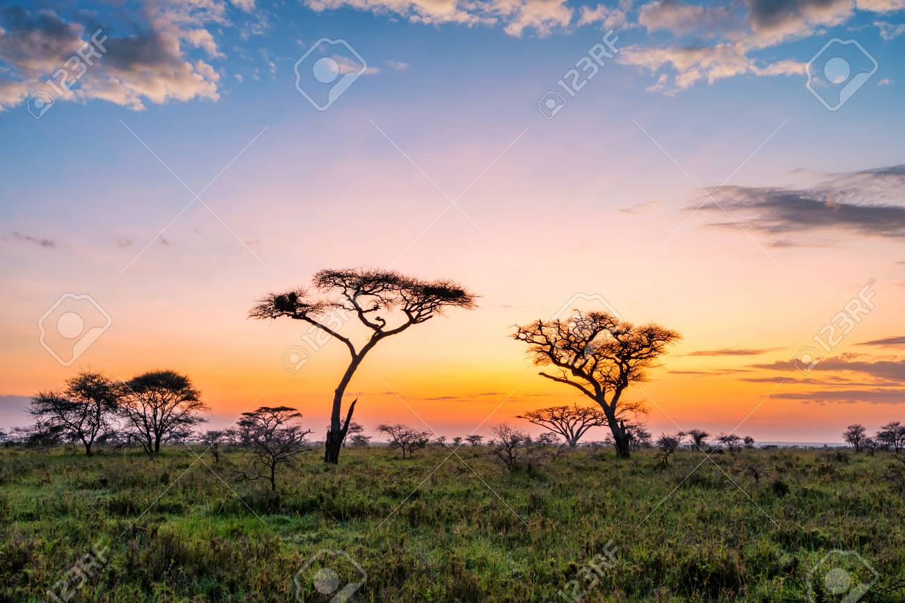 Beautiful Sunset With Dramatic Sky In African Savanna Stock Photo, Picture  and Royalty Free Image. Image 107565015.