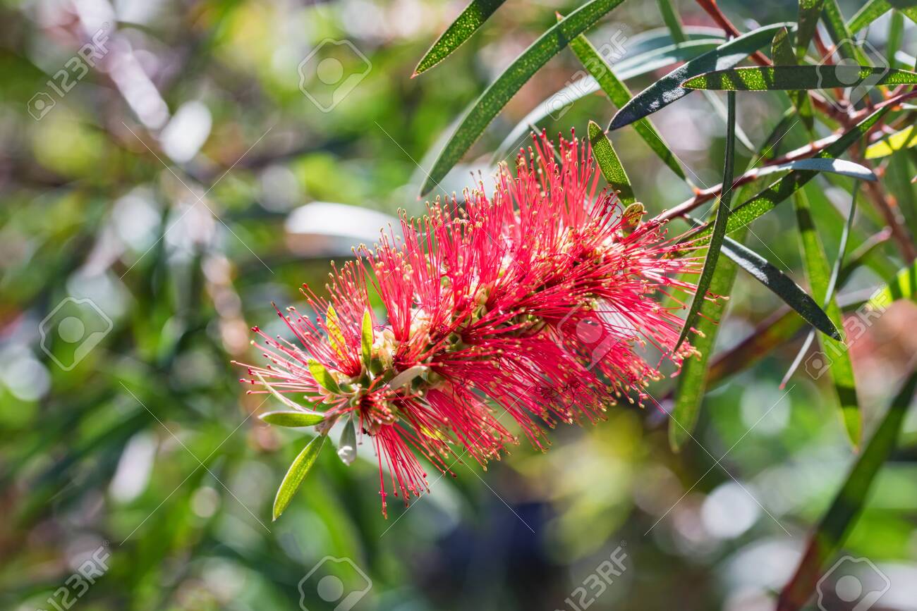 庭で赤いボトルブラシやカリステモンの花を閉じる の写真素材 画像素材 Image 庭で赤いボトルブラシやカリステモンの花を閉じる の写真素材 画像素材 Image
