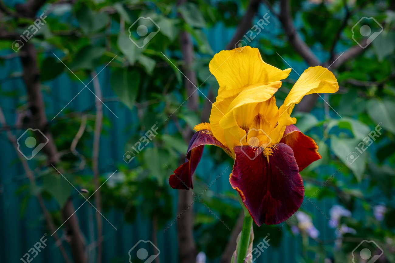 etiam-dictum-ipsum-a-felis