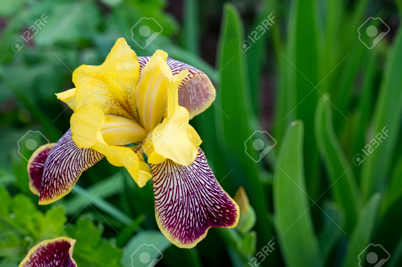 etiam-dictum-ipsum-a-felis