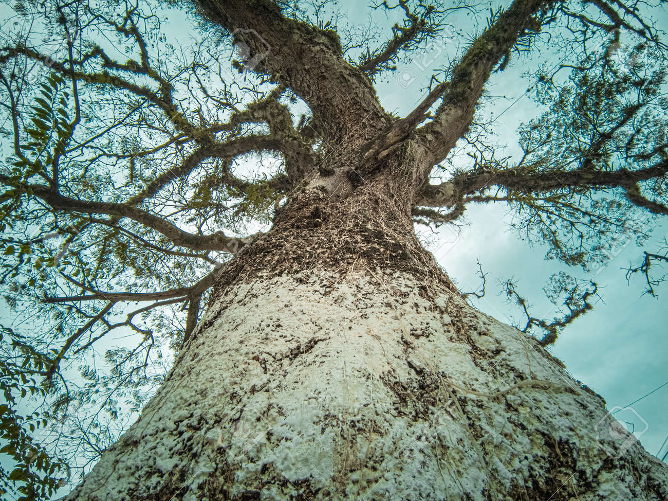 etiam-dictum-ipsum-a-felis