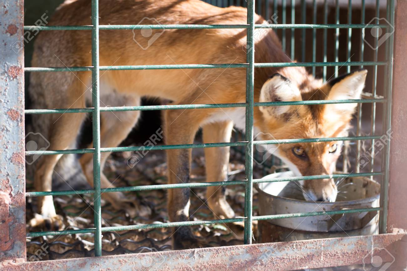 Zorro Contenido En Pequeña Jaula, Crueldad Hacia Los Animales. Fotos, Retratos, Imágenes Y Fotografía De Archivo Libres De Derecho. Image 86797526.