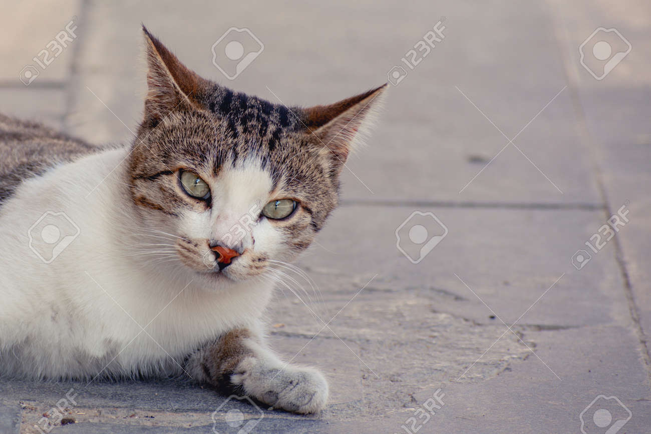 etiam-dictum-ipsum-a-felis