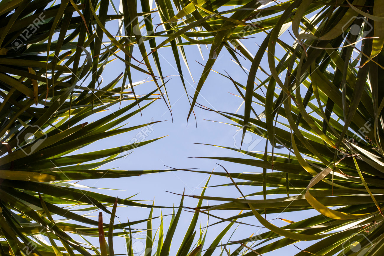 etiam-dictum-ipsum-a-felis