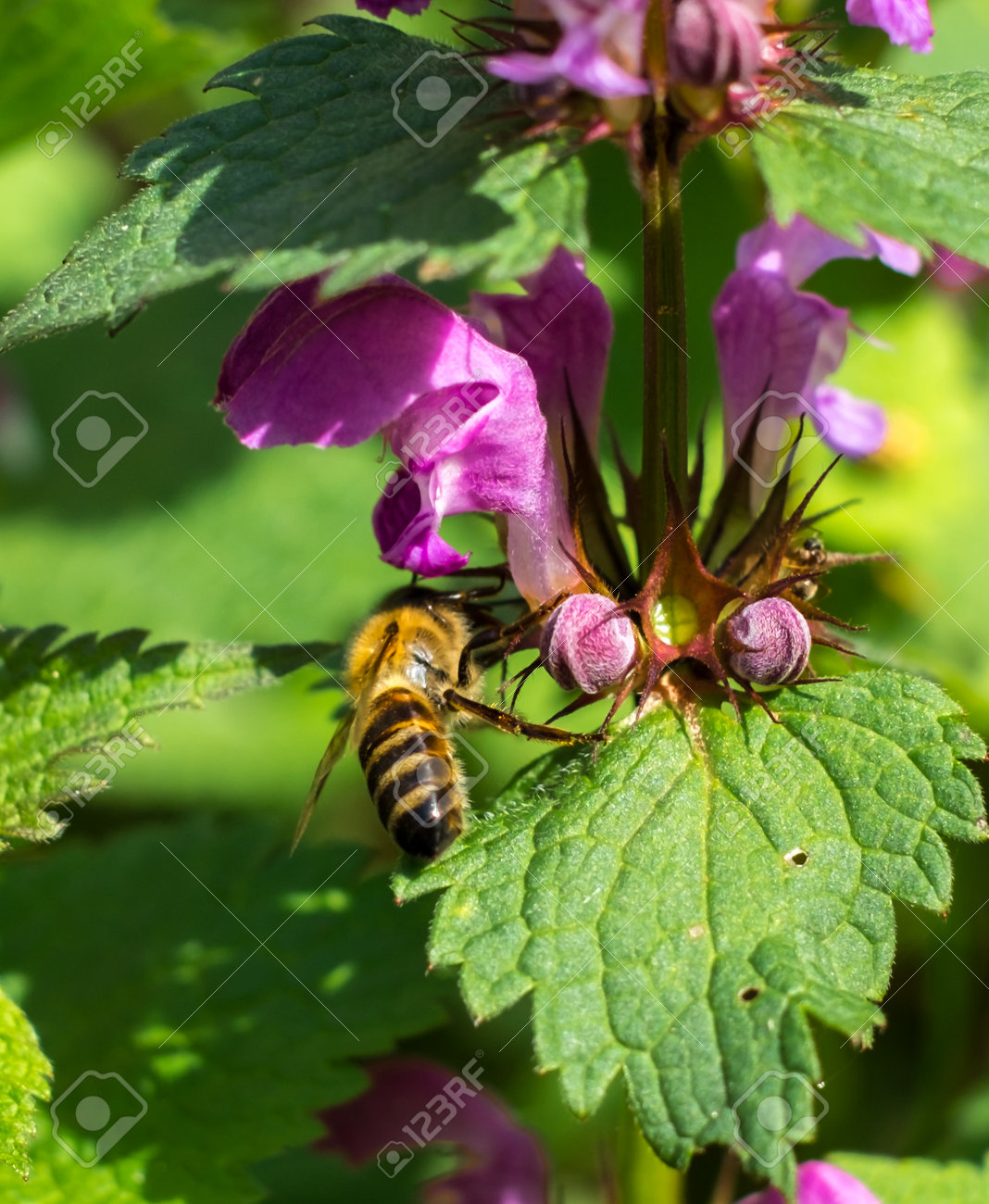 etiam-dictum-ipsum-a-felis