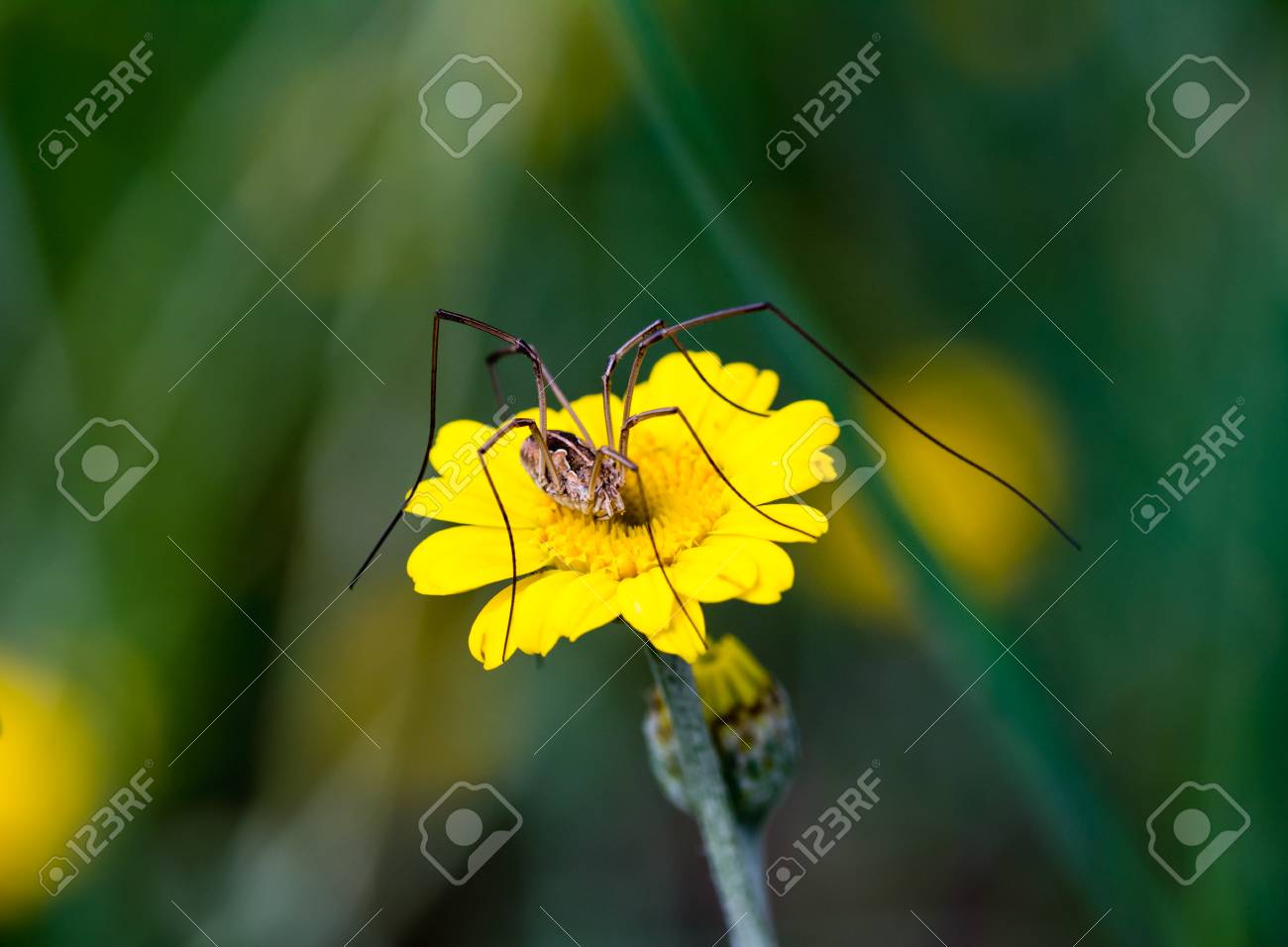 etiam-dictum-ipsum-a-felis