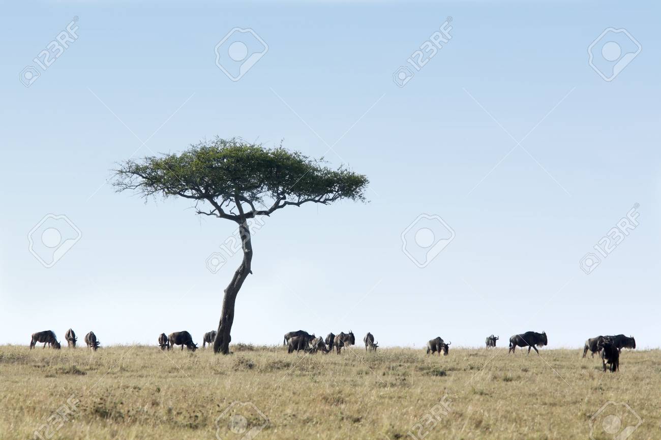 Wildebeest grazing in the beautiful reserve of masai mara in kenya africa - 121744235 Wildebeest grazing in the beautiful reserve of masai mara in kenya africa - 121744235