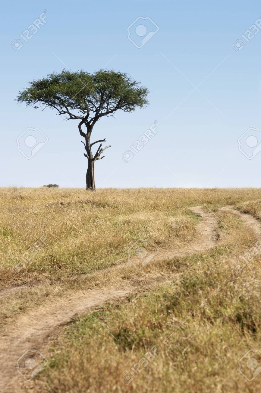 in the beautiful plains of the masai reserve in kenya africa - 121744493 in the beautiful plains of the masai reserve in kenya africa - 121744493