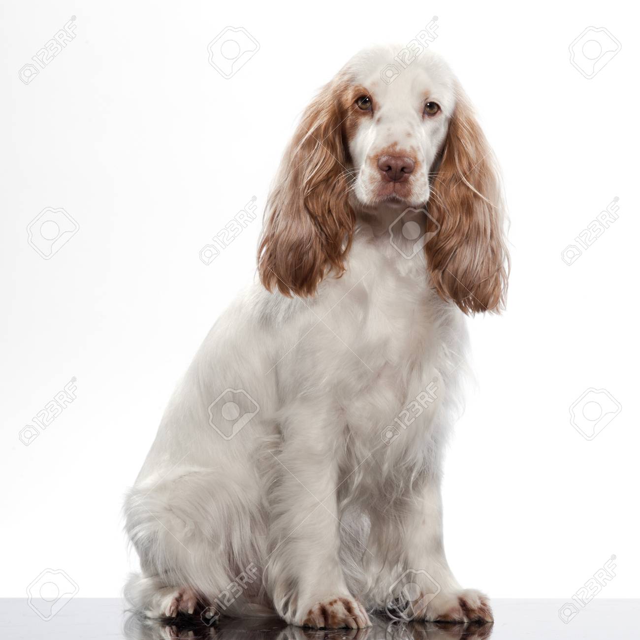 orbit marine led light