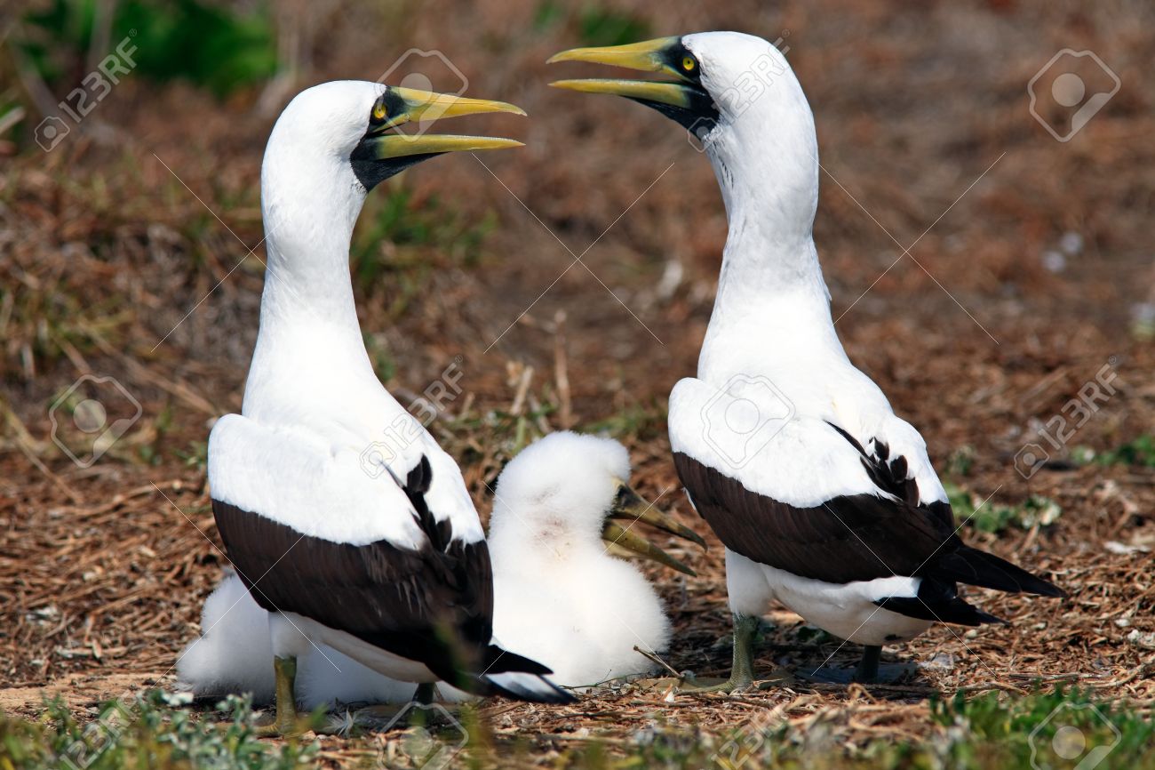 Blanc Booby Sula Leucogaster Est Un Oiseau Marin Grand De La Famille De Fous De Bassan De Lîle Bahia Brésil Abrolhos état
