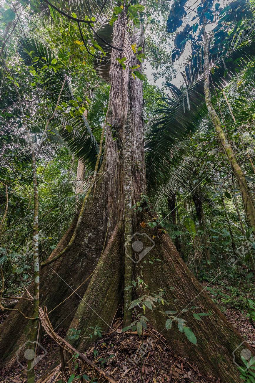 Grossen Baum In Der Peruanischen Amazonas Dschungel In Madre De Dios Peru Lizenzfreie Fotos Bilder Und Stock Fotografie Image 24171449