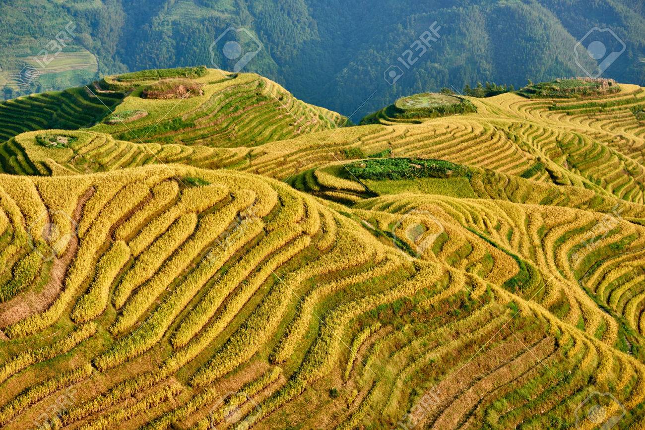 Wengjia 龍脊湖南省中国の龍勝の棚田を米します の写真素材 画像素材 Image